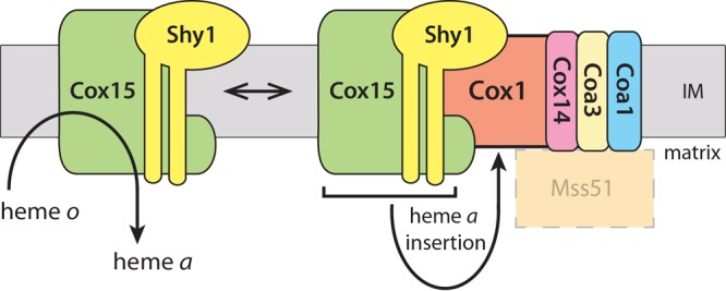 Fig 6