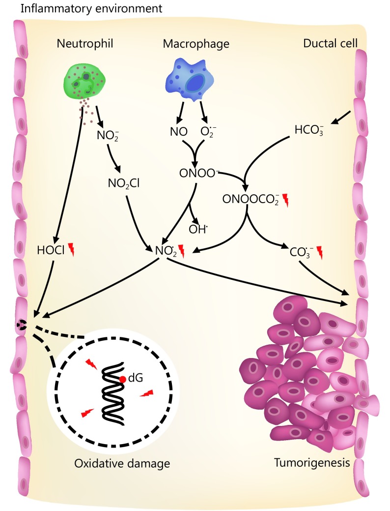 When pancreatitis occurs, macrophages and neutrophils in pancreas secrete a large amount of nitric oxide (NO), superoxide (O<sub>2</sub>·<sup>–</sup>) and nitrite (NO<sub>2</sub><sup>–</sup>) for the eradication of microbial pathogens and processing dead cells. These molecules are unstable and react with each other or microenvironment to produce hypochlorous acid (HOCl) and nitrosoperoxycarbonate (ONOOCO<sub>2</sub><sup>–</sup>), generating RNS and ROS including nitrogen dioxide radical (NO<sub>2</sub>·), and carbonate radical (CO<sub>3</sub>·<sup>–</sup>). The reactive species have significant side effects on normal cells such as ductal cells in pancreas via attacking their genomic DNA. This poses great threat on genomic integrity and potentially causes pancreatic cancer.