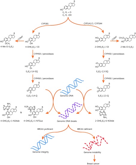 Estrogens (E<sub>1</sub>: estrone; E<sub>2</sub>: estradiol) are metabolized through two main pathways, forming 4- and 2-hydroxylated estrogens respectively, known as catechol estrogens (CEs). With further oxidation, CEs are converted to semiquinones (CE-SQs) and then to CE-quinones (CE-Qs), including E-3,4-Q and E-2,3-Q. CE-Q is a type of dangerous ROS, which attacks genomic DNA. This reaction results in the formation of depurinating adducts including 4-OHE-1-N3Ade, 4-OHE-1-N7Gua, and 2-OHE-6-N3Ade, leaving breaks in DNA. If lacking BRCA1, cells cannot repair the DNA damage. Accumulative DNA lesions lead to genomic instability and further breast cancer.