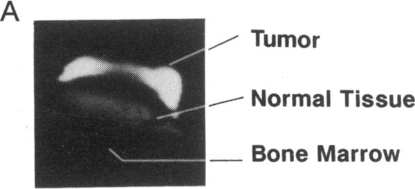 graphic file with name pnas00252-0081-a.jpg