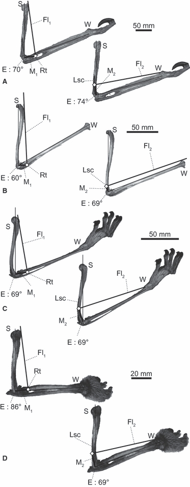 Fig. 8