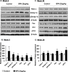 Figures 3A and 3C are immunoblots. Figures 3B and 3D are bar graphs with confidence intervals plotting relative protein expression (y-axis) across proteins (x-axis) for control and BPA-treated mice at Week 5 and Week 39.