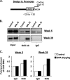 Figure 6A is a schematic. Figure 6B comprises immunoblots for Input, Nrf2 Ab, and IgG from control and BPA-treated mice at Week 5 and Week 39. Figure 6C depicts two bar graphs plotting fold enrichment of ChIP DNA (y-axis) across proteins IgG and Nrf2 (x-axis) in control and BPA-treated mice at Week 5 and Week 39.
