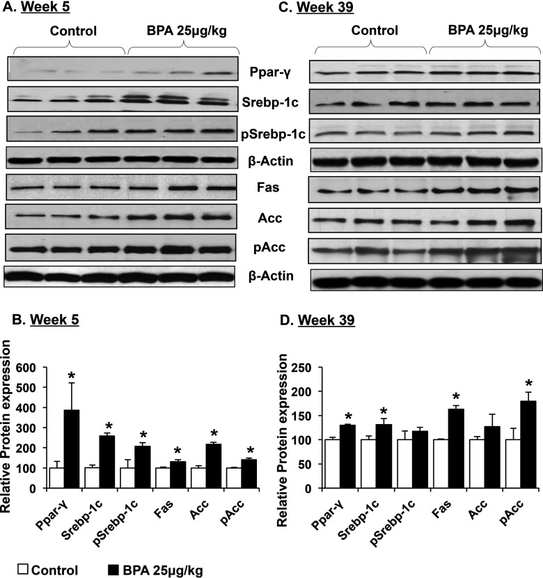 Hepatic Lipid Accumulation and Nrf2 Expression following Perinatal and ...