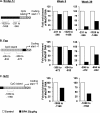 Figures 5A, 5B, and 5C depict changes in Srebp-1c, Fas and Nrf2 promoter methylation, respectively, after BPA exposure. The corresponding bar charts plot fold enrichment of MeDIP DNA in control and BPA-treated mice at Week 5 and Week 39].