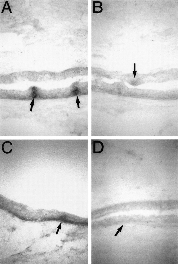 Fig. 9.