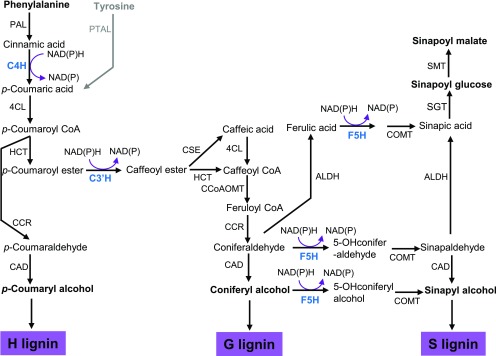 Figure 1.