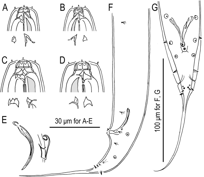 Fig. 7