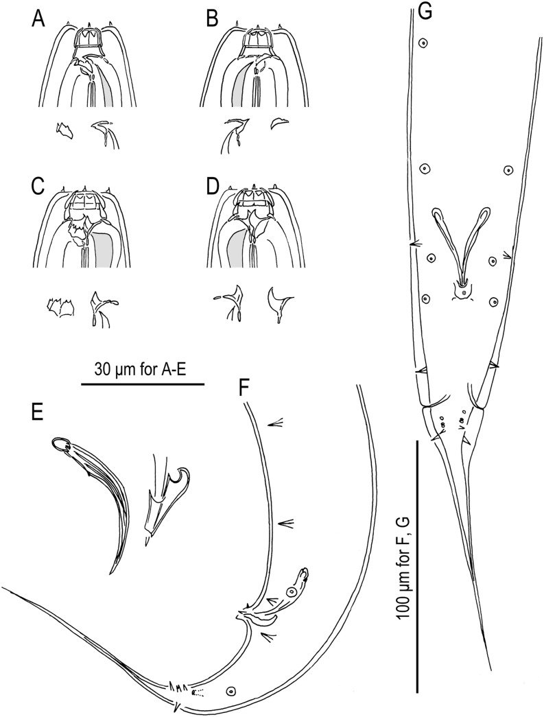 Fig. 8