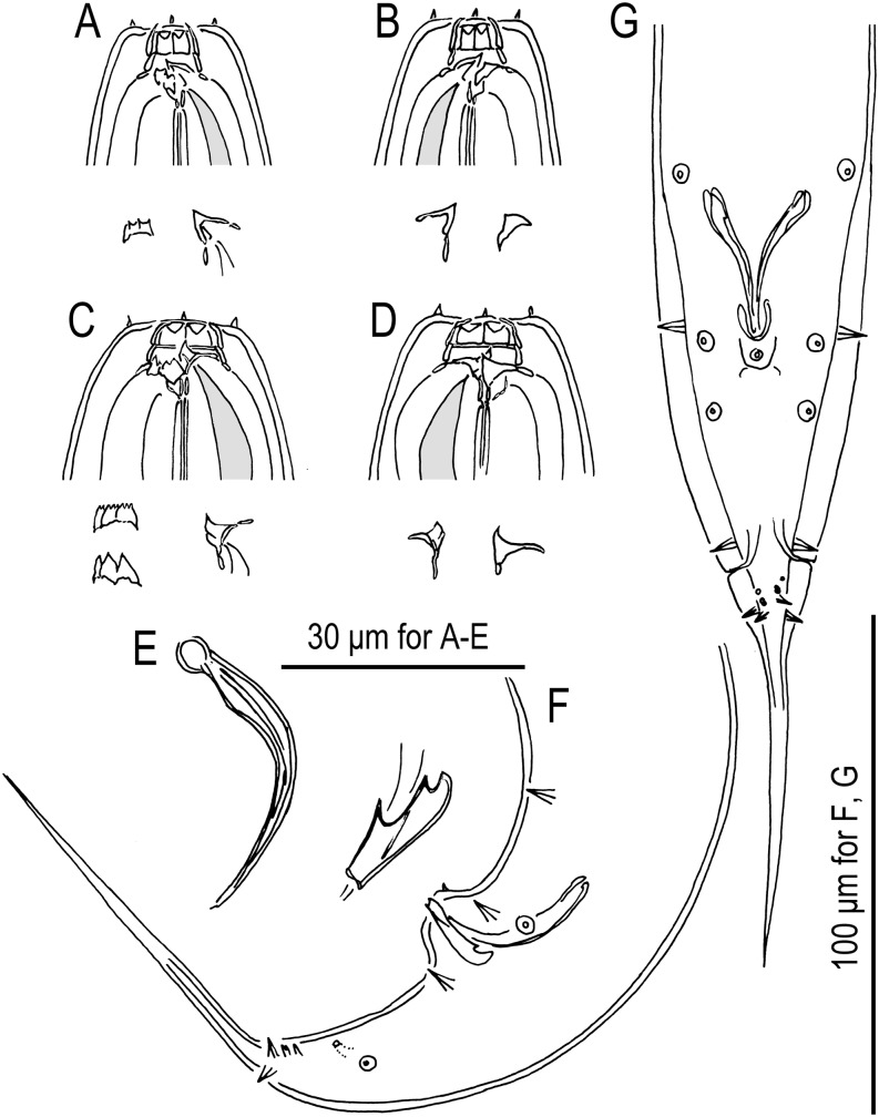 Fig. 9