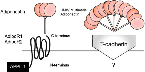 FIG. 2.