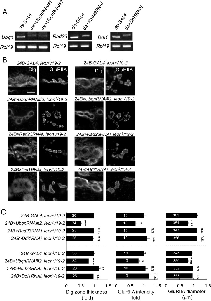 Figure 7—figure supplement 1.