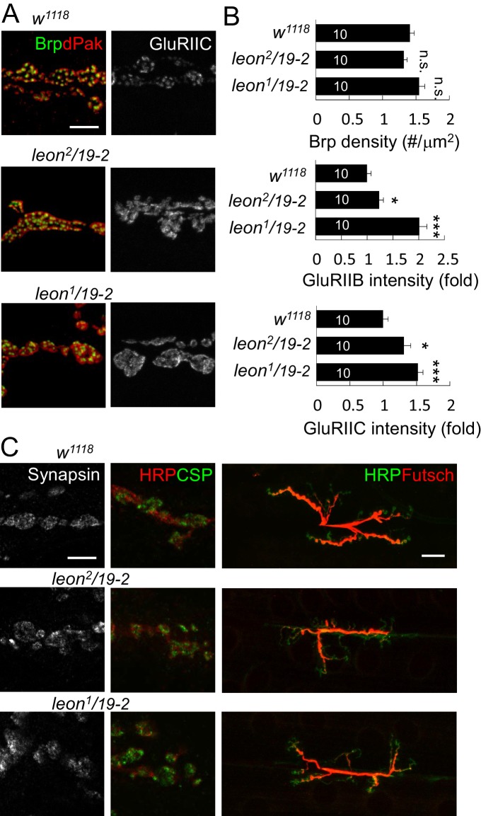 Figure 3—figure supplement 1.