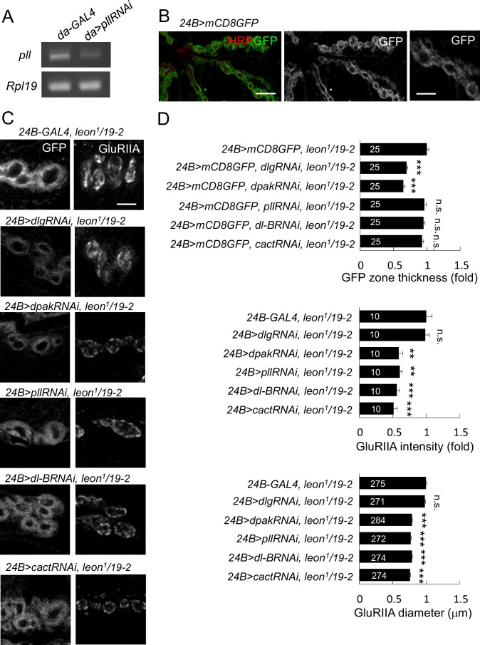 Figure 6—figure supplement 1.