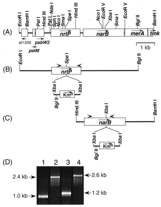 FIG. 1