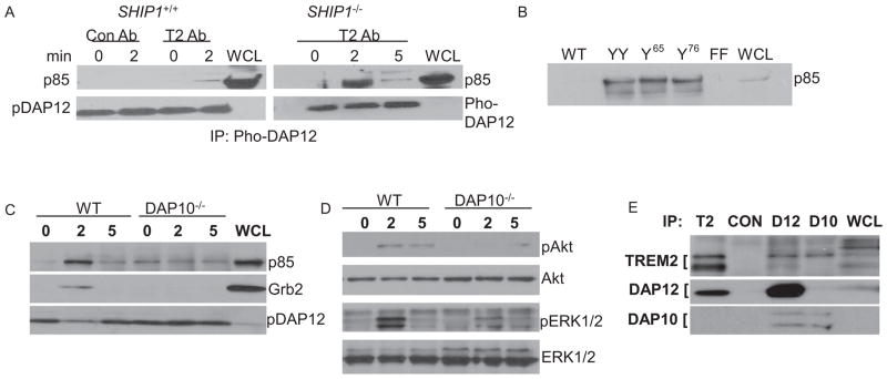 TREM2- and DAP12-Dependent Activation of PI3K Requires DAP10 and Is ...