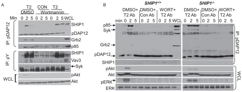 TREM2- and DAP12-Dependent Activation of PI3K Requires DAP10 and Is ...