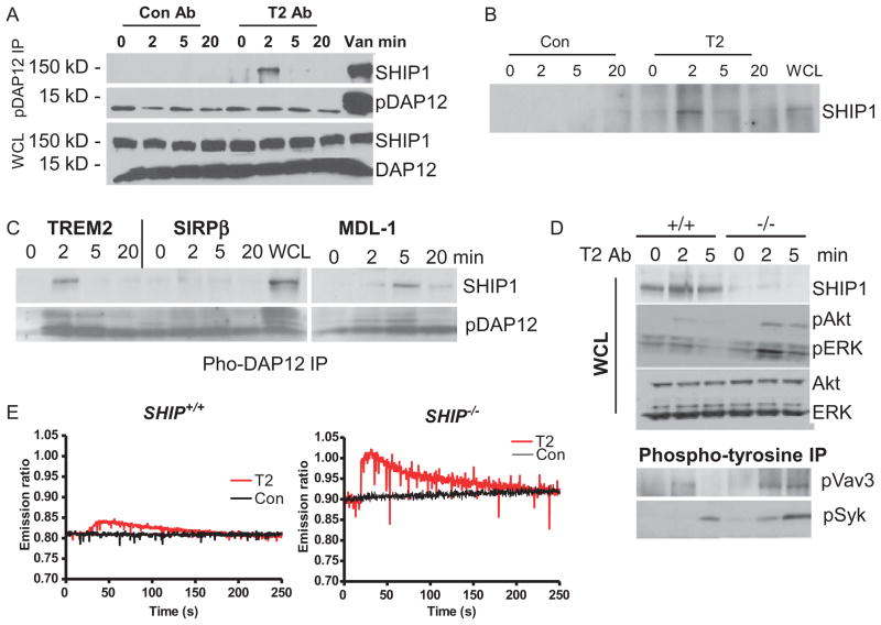 TREM2- and DAP12-Dependent Activation of PI3K Requires DAP10 and Is ...