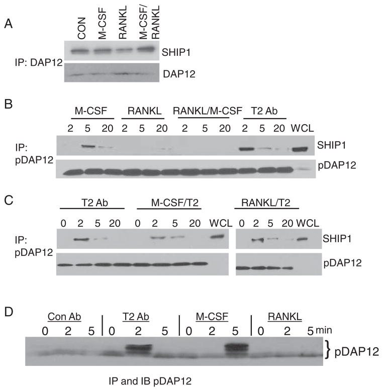 TREM2- and DAP12-Dependent Activation of PI3K Requires DAP10 and Is ...