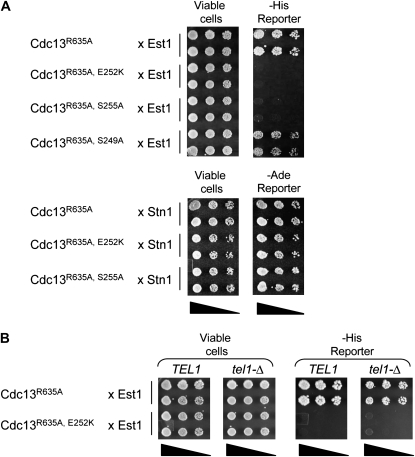 Figure 3.—