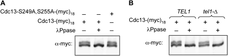 Figure 4.—