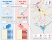 Graphical Abstract