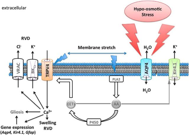 Figure 9.