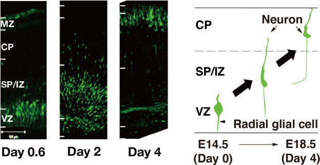 Figure 1—figure supplement 1.