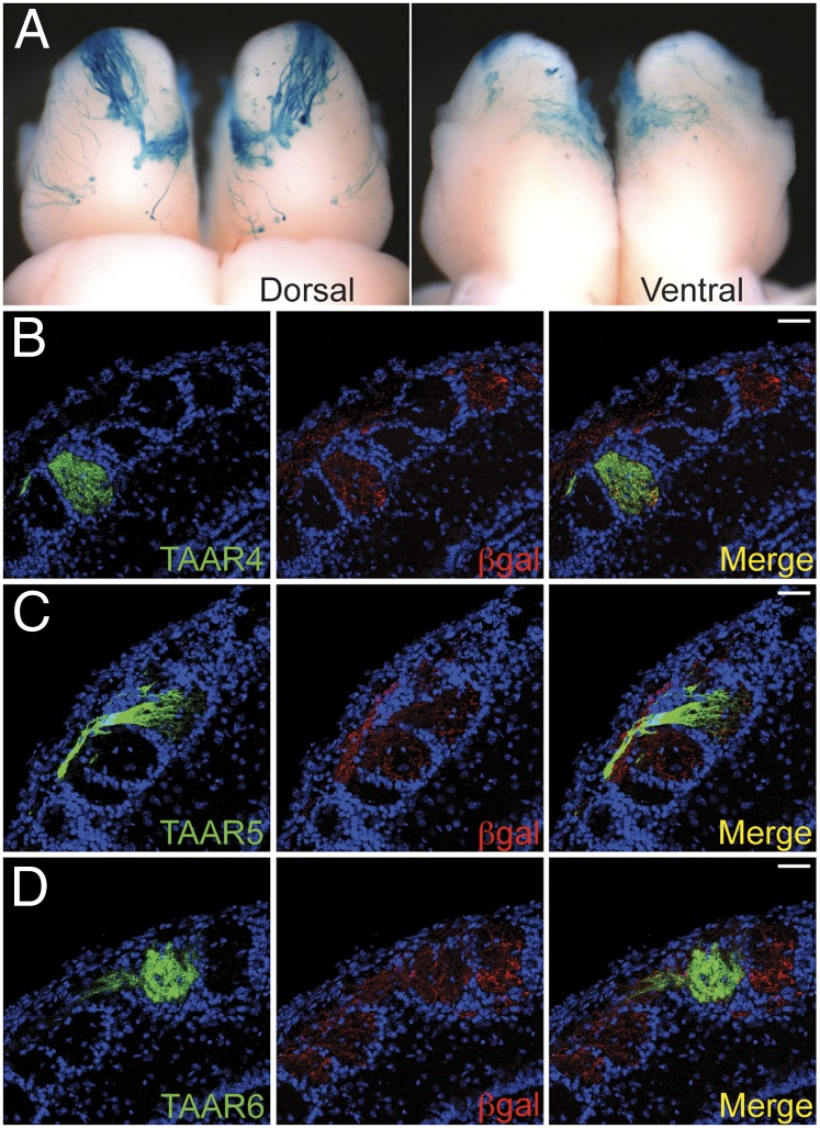 Fig. 4.