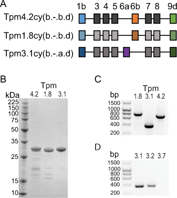 FIGURE 1: