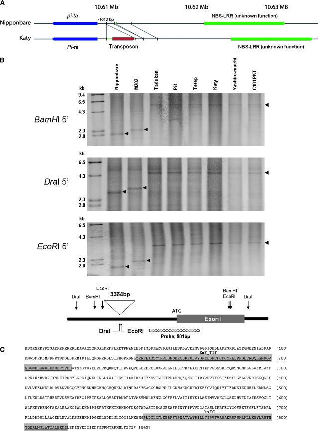 Figure 4.—