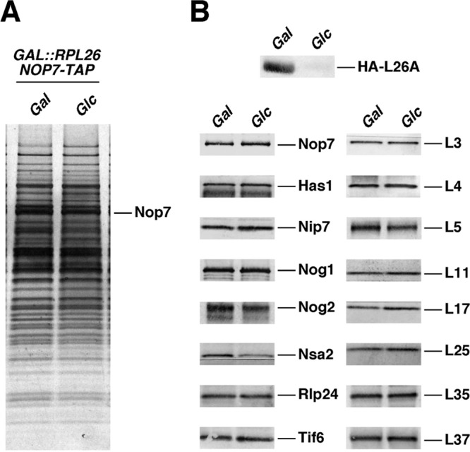 Fig 8