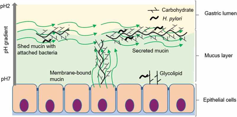 Figure 10.