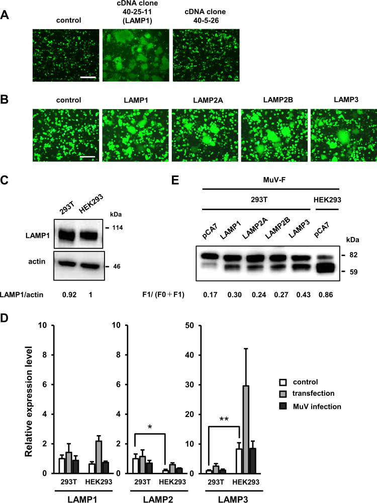 FIG 3