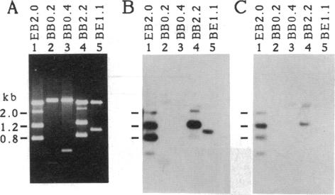 graphic file with name pnas00284-0093-a.jpg