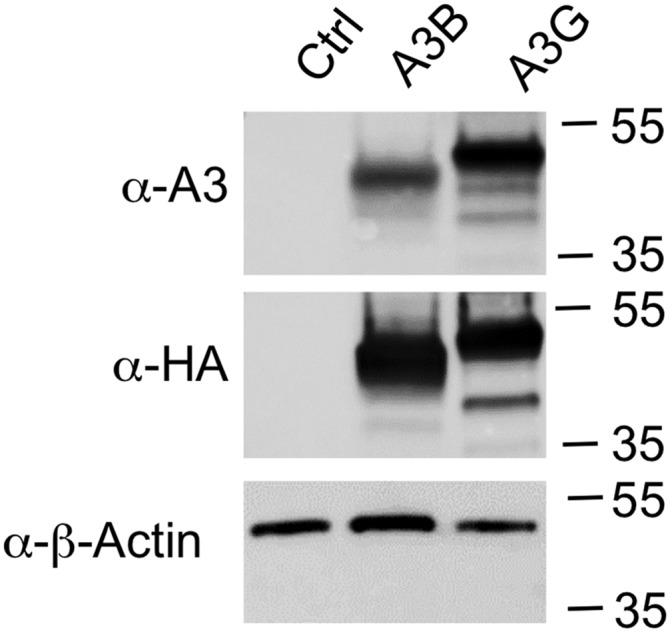 Fig. S1.