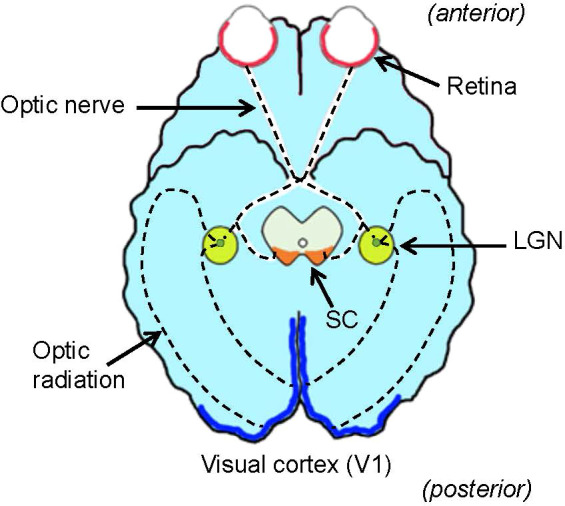 Figure 1