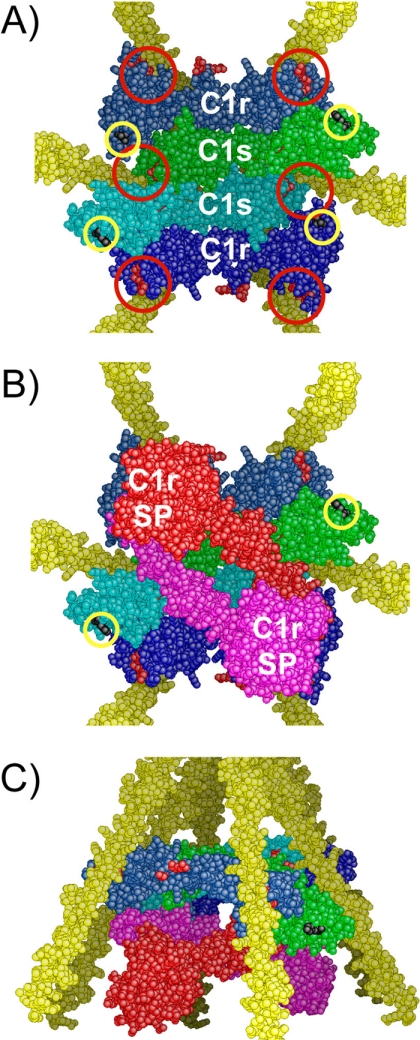 Identification of the C1q-binding Sites of Human C1r and C1s: A REFINED ...