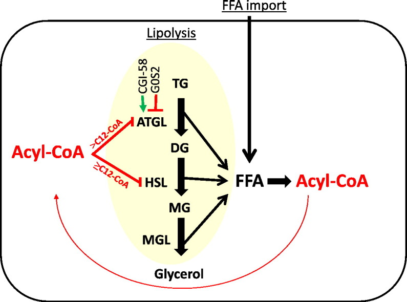 Adipose triglyceride lipase activity is inhibited by long-chain acyl ...