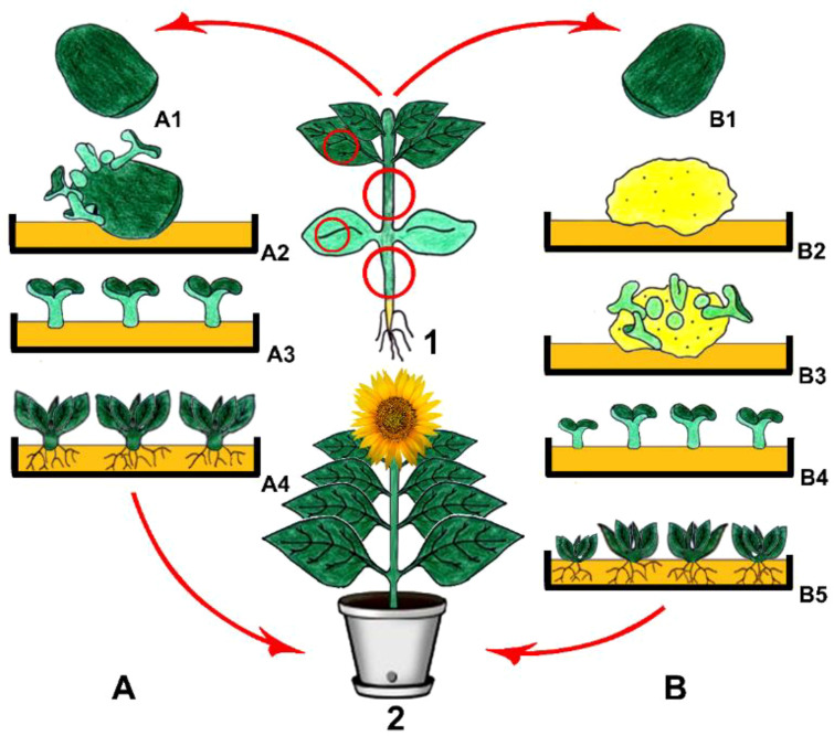 Figure 2