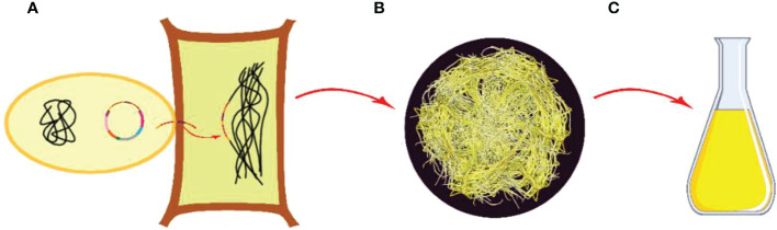 Figure 6