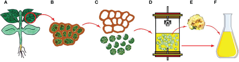 Figure 5