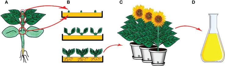 Figure 3