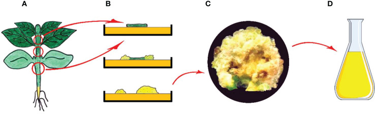 Figure 4