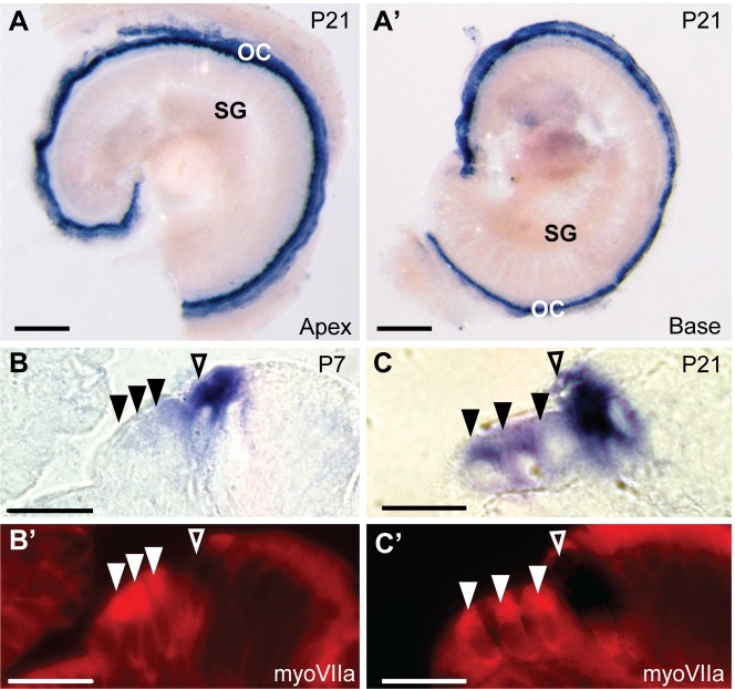 Fig 6