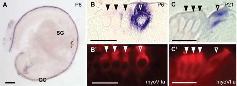 Fig 5