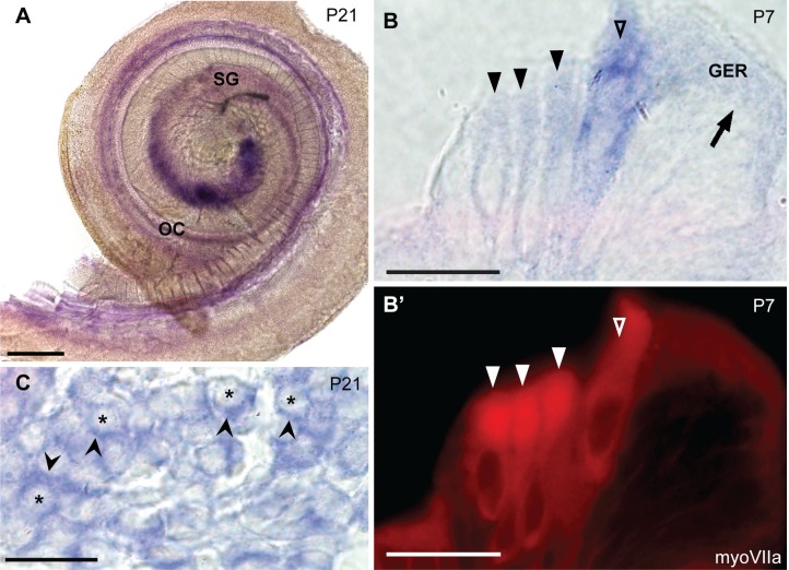 Fig 4