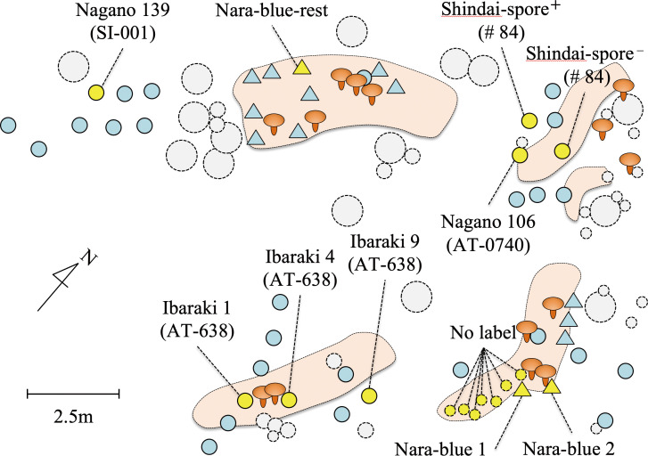 Fig. 1 - Map showing the sampling points in the experimental plot. Dotted large circle: mature pine tree, dotted intermediate circle: pine tree ca. 1-2 m in height, dotted small circle: pine seedlings ca. 2-5-y-old, closed lined circle: outplanted pine ectomycorrhizal seedling, triangle: outplanted air-layered pine tree. The plants analyzed in terms of their root system are highlighted in yellow, and their sample names are provided (fungal strain number is in parentheses in the case of mycorrhizal seedlings). In the brown area enclosed with the dotted black line, there was whitish soil in the soil B-layer (observed on May 24, 2016), suggesting the shiro area of Tricholoma matsutake. The fruit body icon shows where a basidioma of T. matsutake occurred in the autumn in 2015 or 2016.