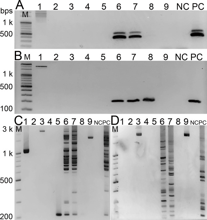 Fig. 2 - Electrophoresis bands of PCR amplicons using different primers. A: primer pair TmF/TmR (targeting the ITS region), B: primer pair MY201f/MY101r (targeting the marY1 region), C and D: primer pS1 and primer pair pS48/pL281 (targeting the LTR region), respecitvely. Lane 1: EMRT of Nagano 139, Lane 2: ERM of Ibaraki 1, Lane 3: ERM (including ectomycorrhizae of adult pine tree) of Ibaraki 1, Lane 4: EMRT of Shindai-spore+, Lane 5: EMRT of Nara-blue 1, Lanes 6-8: EMRT of Nara-blue 2, Lane 9: EMRT of a seedling (no label), NC: negative control (no template DNA); PC: positive control (extracted DNA from T. matsutake strain #84). The abbreviations are the same as in Table 1.