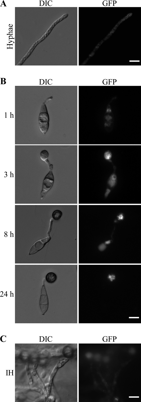 Fig. 7.